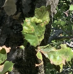 Aceria mackiei