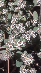 Euphorbia albomarginata