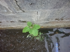 Populus × canescens