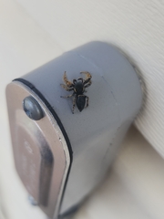 Phidippus arizonensis