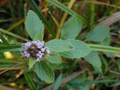 Mentha canadensis