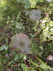 Adenostyles alliariae