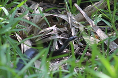 Coluber constrictor priapus