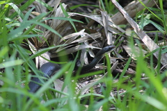 Coluber constrictor priapus