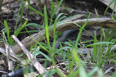 Coluber constrictor priapus