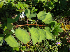 Sanguisorba