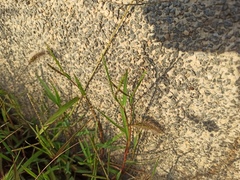 Paspalum distichum