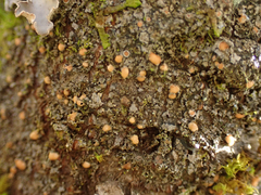 Protopannaria pezizoides