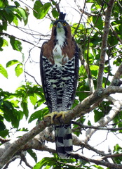 Spizaetus ornatus