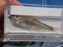 Notropis hudsonius