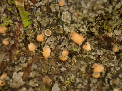 Protopannaria pezizoides