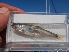 Notropis hudsonius