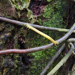 Psamatodes abydata
