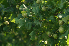 Quercus robur