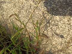 Paspalum distichum