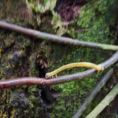 Psamatodes abydata