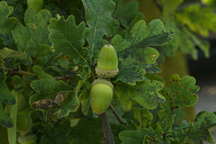 Quercus robur