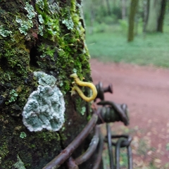 Psamatodes abydata