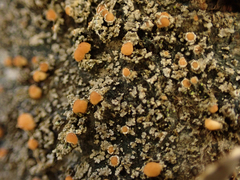 Protopannaria pezizoides