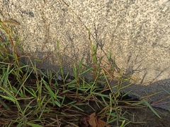 Paspalum distichum