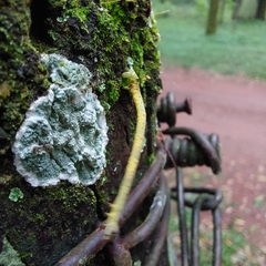 Psamatodes abydata