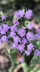 Fleischmannia incarnata