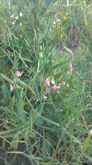 Lathyrus sylvestris