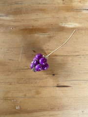 Lantana involucrata