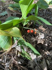 Convallaria