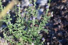 Verbena plicata