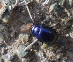 Chrysolina coerulans
