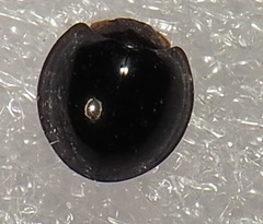 Chilocorus nigritus