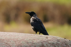 Corvus cornix × corone