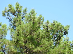 Pinus nigra