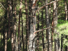 Pinus nigra