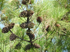Pinus nigra