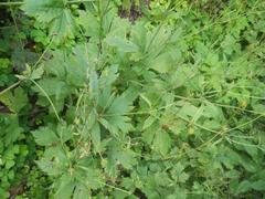 Ranunculus platanifolius