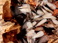 Reticulitermes hesperus