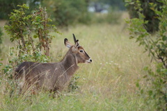 Kobus ellipsiprymnus