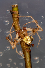 Verrucosa arenata