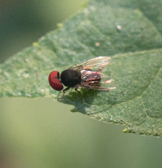 Lindneromyia