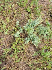 Chenopodium berlandieri