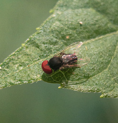 Lindneromyia