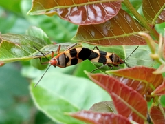 Oncopeltus unifasciatellus