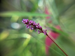 Persicaria longiseta