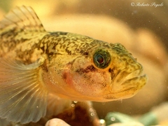 Padogobius bonelli