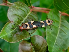 Oncopeltus unifasciatellus