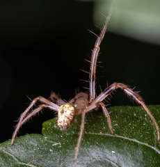 Verrucosa arenata