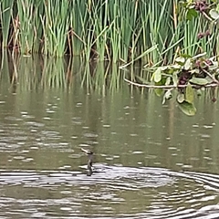 Nannopterum brasilianum
