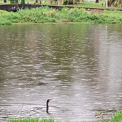 Nannopterum brasilianum